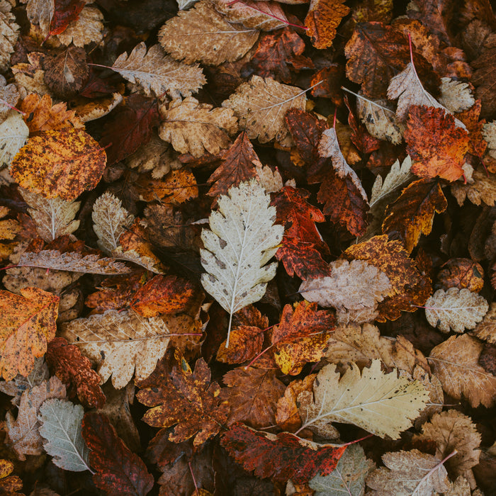 What is Mabon?