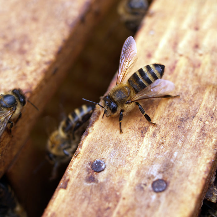 Honey Bee Cuticle Balm